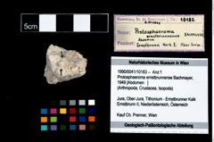 Foto (Objekt + Etikett) von Protosphaeroma ernstbrunnense (Bachmayer, 1949)  (NHMW-GEO-1990-0041-10183)